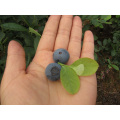Congelamento rápido individual Organic Blueberry Zl-1068